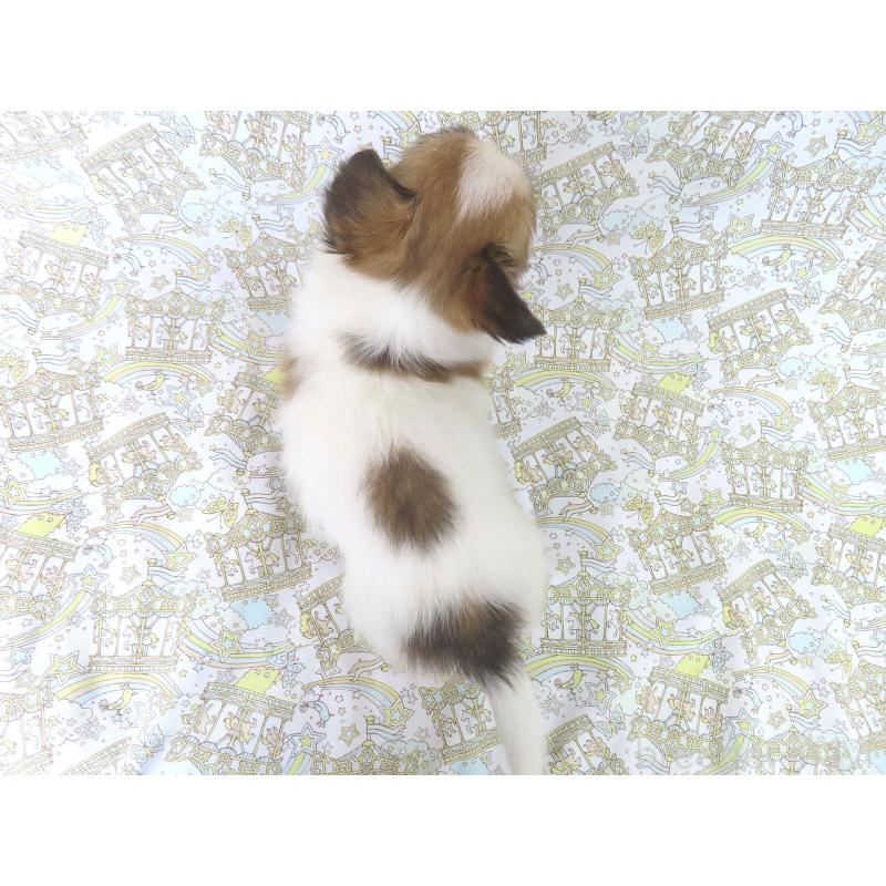 成約済の千葉県のパピヨン-400919の10枚目