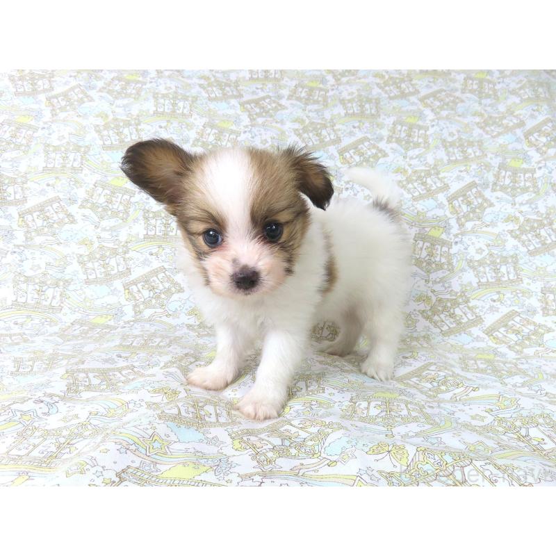 成約済の千葉県のパピヨン-400919の9枚目