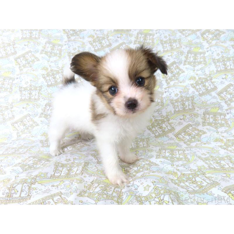 成約済の千葉県のパピヨン-400919の8枚目