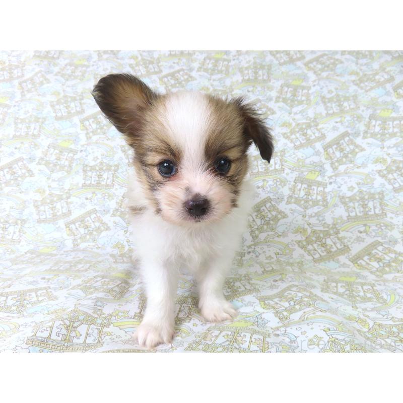 成約済の千葉県のパピヨン-400919の7枚目