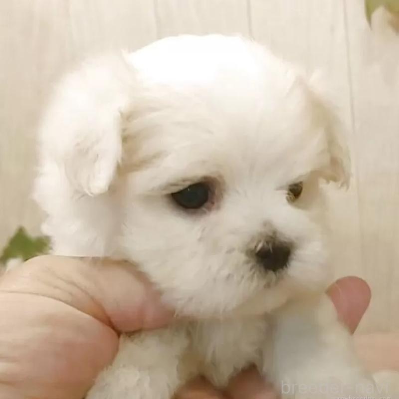 販売中の愛知県のマルチーズ-404706の1枚目
