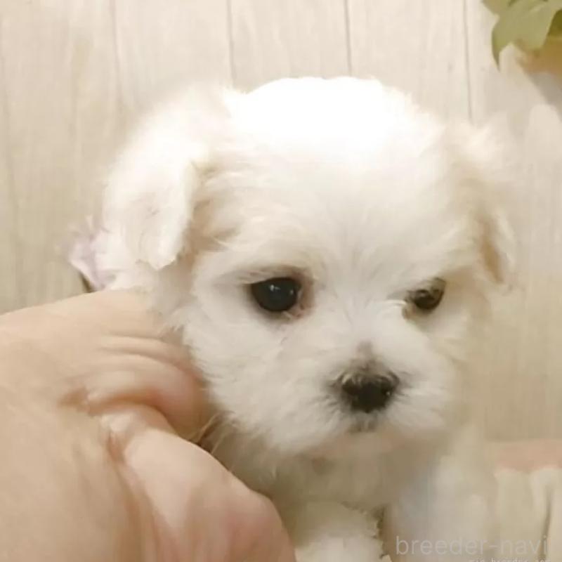 販売中の愛知県のマルチーズ-404706の2枚目