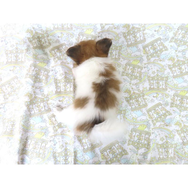 成約済の千葉県のパピヨン-400918の5枚目