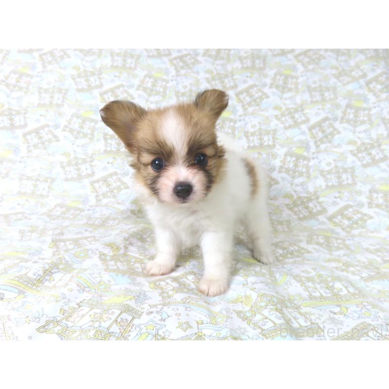 成約済の千葉県のパピヨン-400918の4枚目