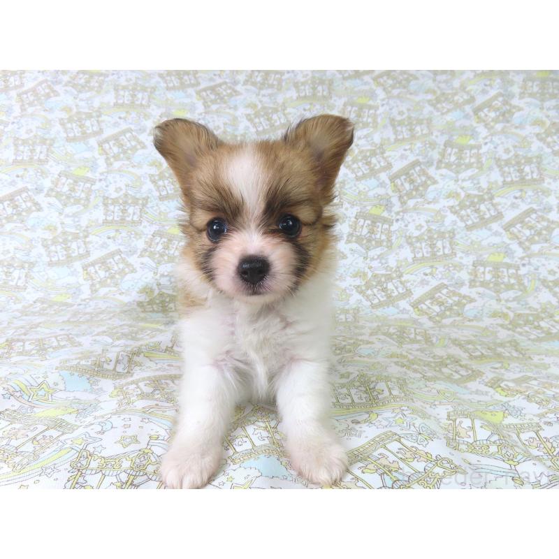 成約済の千葉県のパピヨン-400918の2枚目