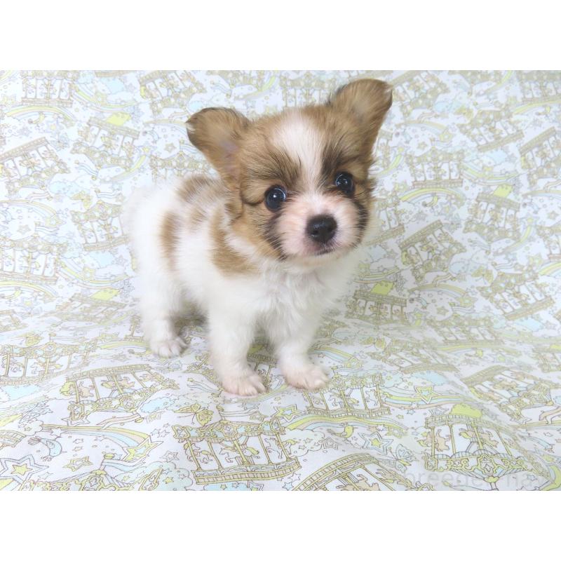 成約済の千葉県のパピヨン-400918の3枚目