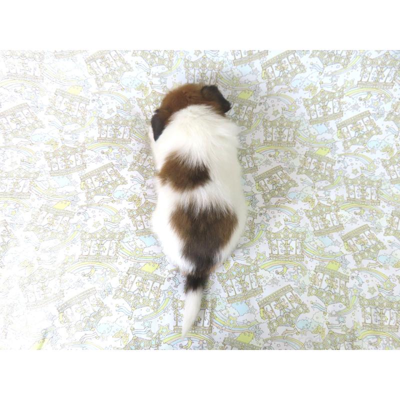 販売中の千葉県のパピヨン-401510の15枚目