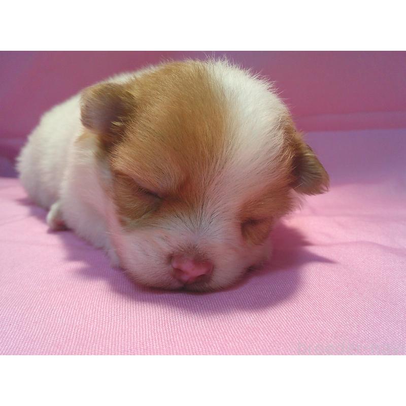 販売中の茨城県のミックス犬-404712の6枚目