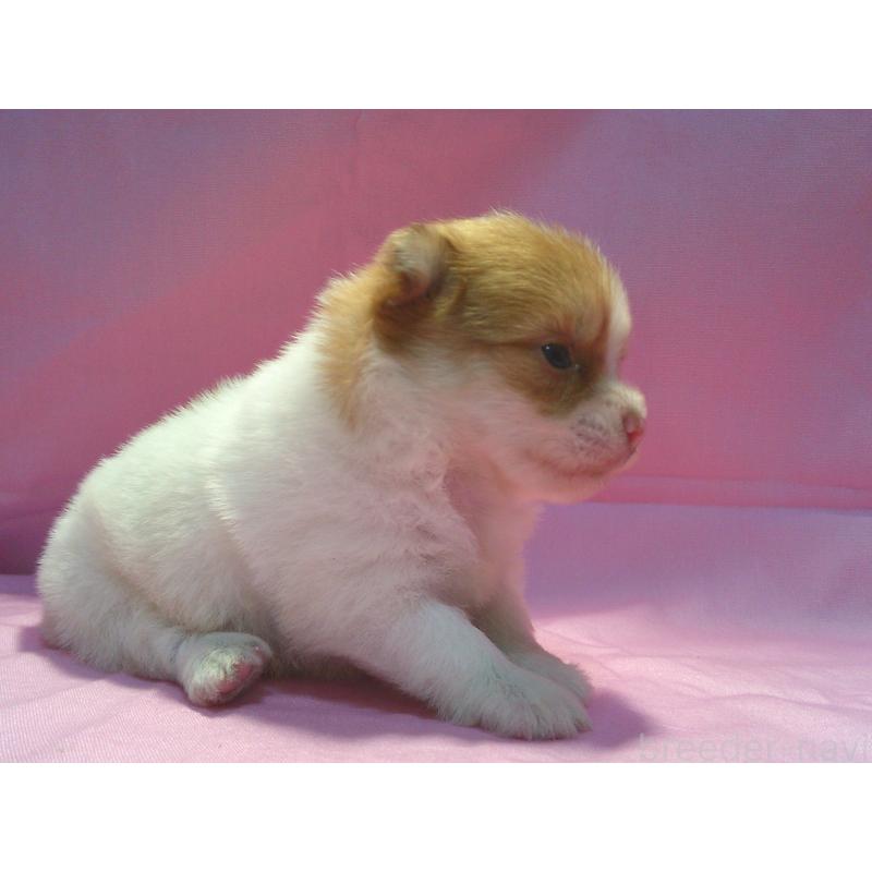 販売中の茨城県のミックス犬-404712の5枚目