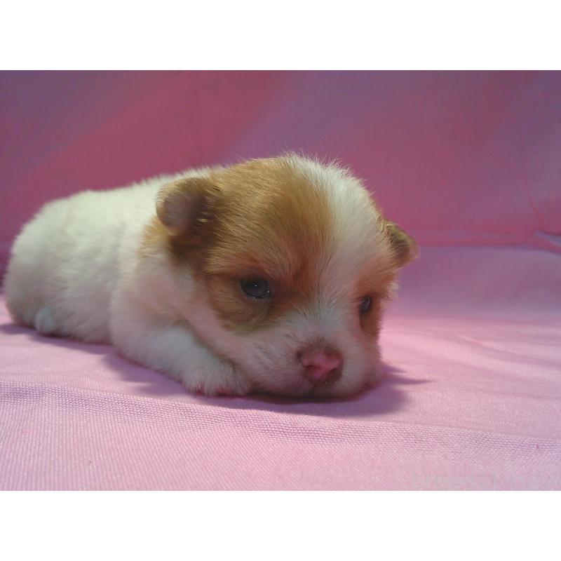販売中の茨城県のミックス犬-404712の4枚目