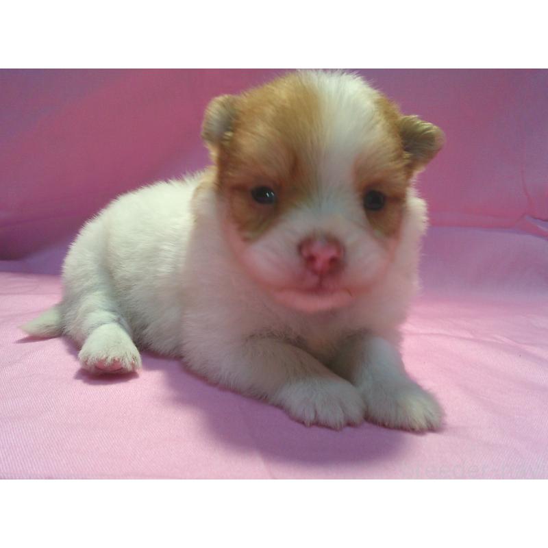 販売中の茨城県のミックス犬-404712の1枚目