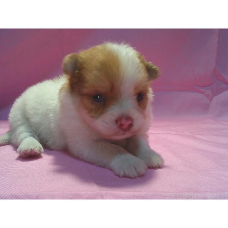 販売中の茨城県のミックス犬-404712の2枚目