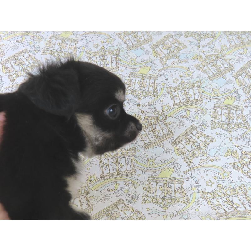 販売中の千葉県のチワワ(ロングコート)-401516の13枚目