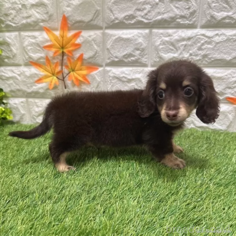 成約済の愛知県のミニチュアダックスフンド(ロングヘアード)-402376の5枚目