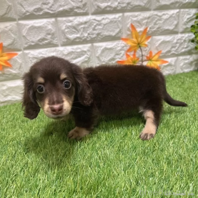 成約済の愛知県のミニチュアダックスフンド(ロングヘアード)-402376の4枚目