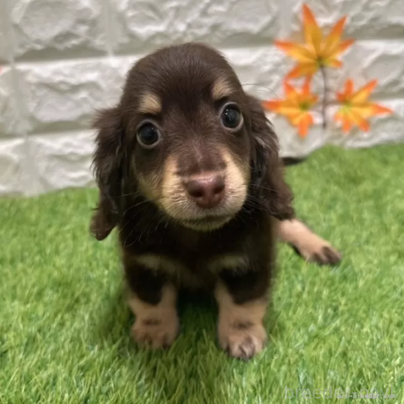 成約済の愛知県のミニチュアダックスフンド(ロングヘアード)-402376の3枚目