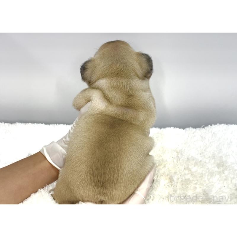 販売中の茨城県のフレンチブルドッグ-404726の4枚目