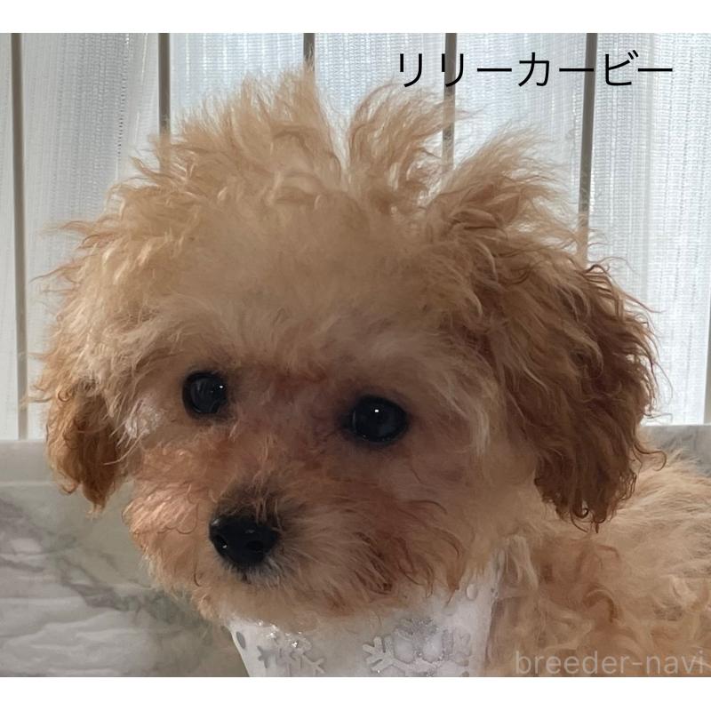 販売中の香川県のタイニープードル-391042の3枚目