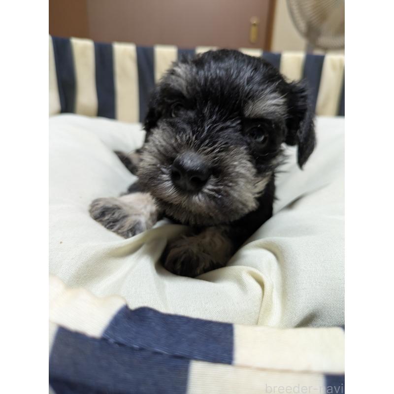 成約済の群馬県のミニチュアシュナウザー-404031の10枚目