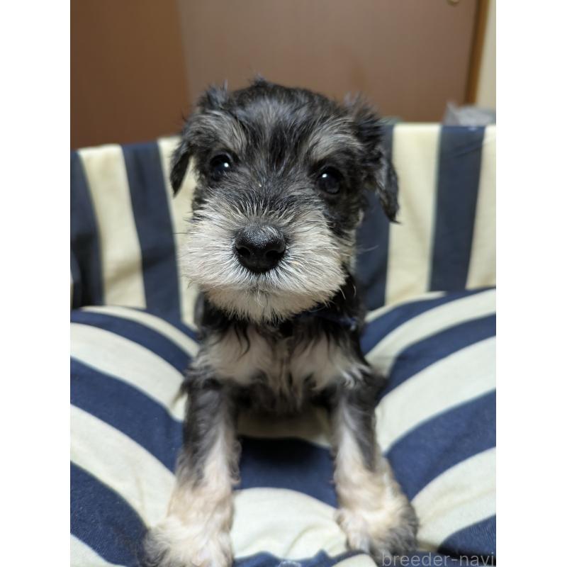 成約済の群馬県のミニチュアシュナウザー-404020の2枚目