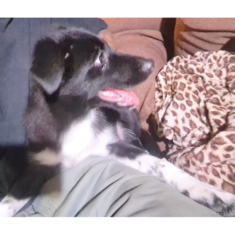 成約済の千葉県のミックス犬-388040の3枚目