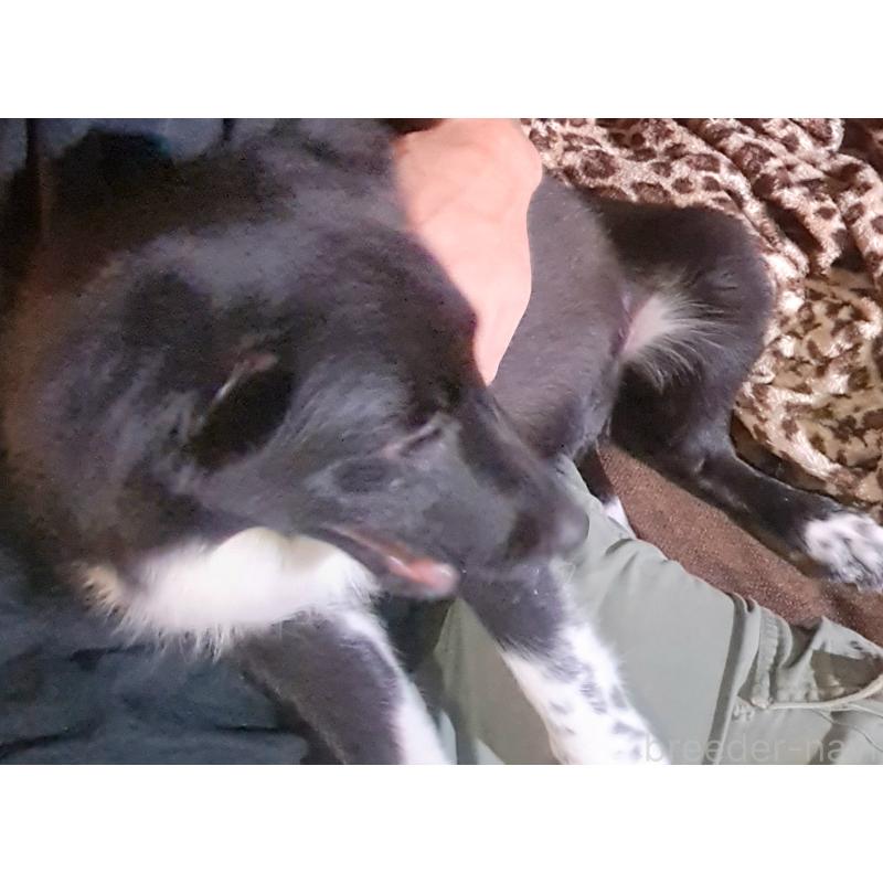 成約済の千葉県のミックス犬-388040の2枚目