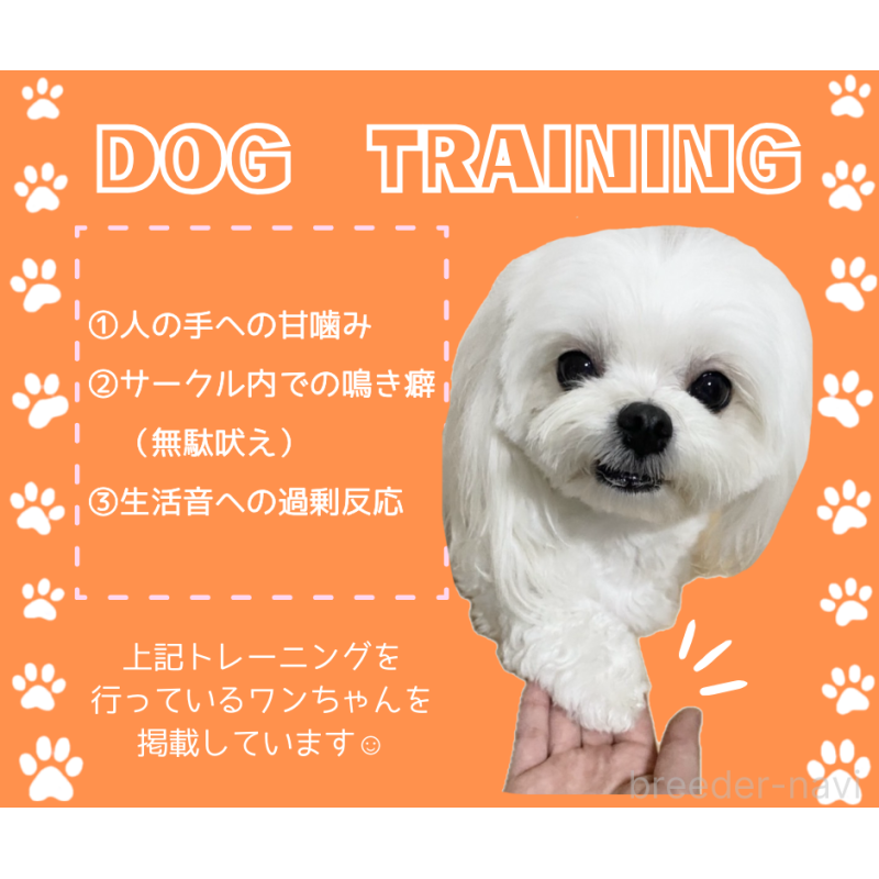 販売中の静岡県のミックス犬-397423の3枚目