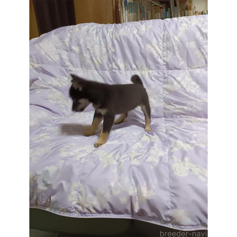 販売中の岩手県の柴犬-404689の2枚目