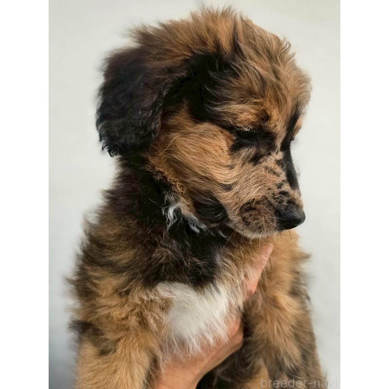 販売中の長野県のミックス犬-397516の5枚目
