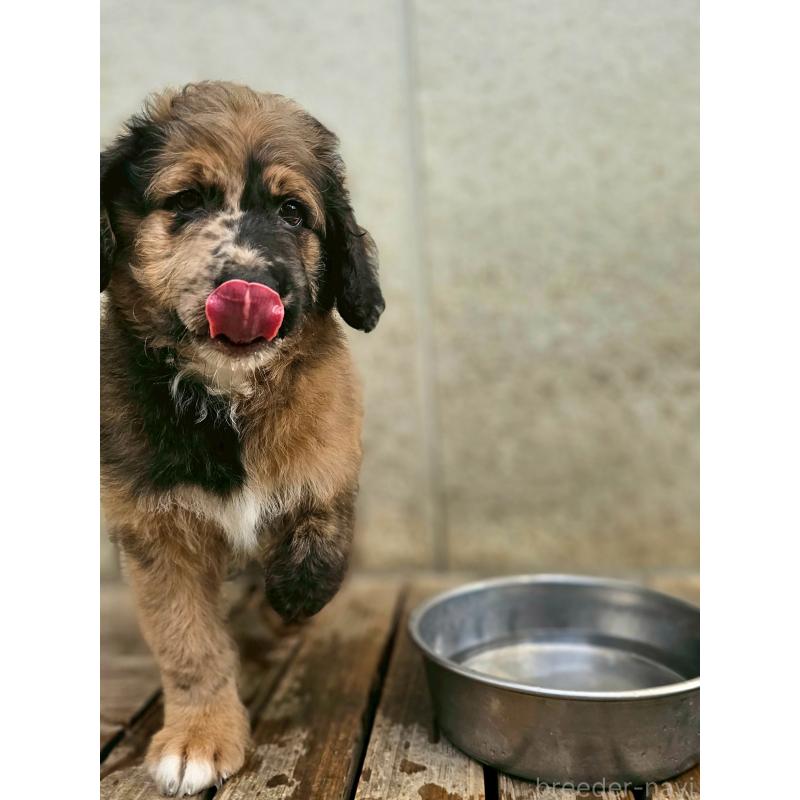販売中の長野県のミックス犬-397516の4枚目