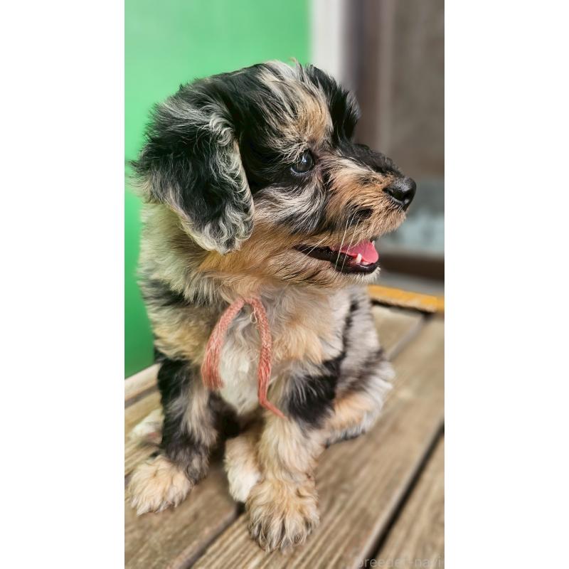 販売中の長野県のミックス犬-397671の3枚目