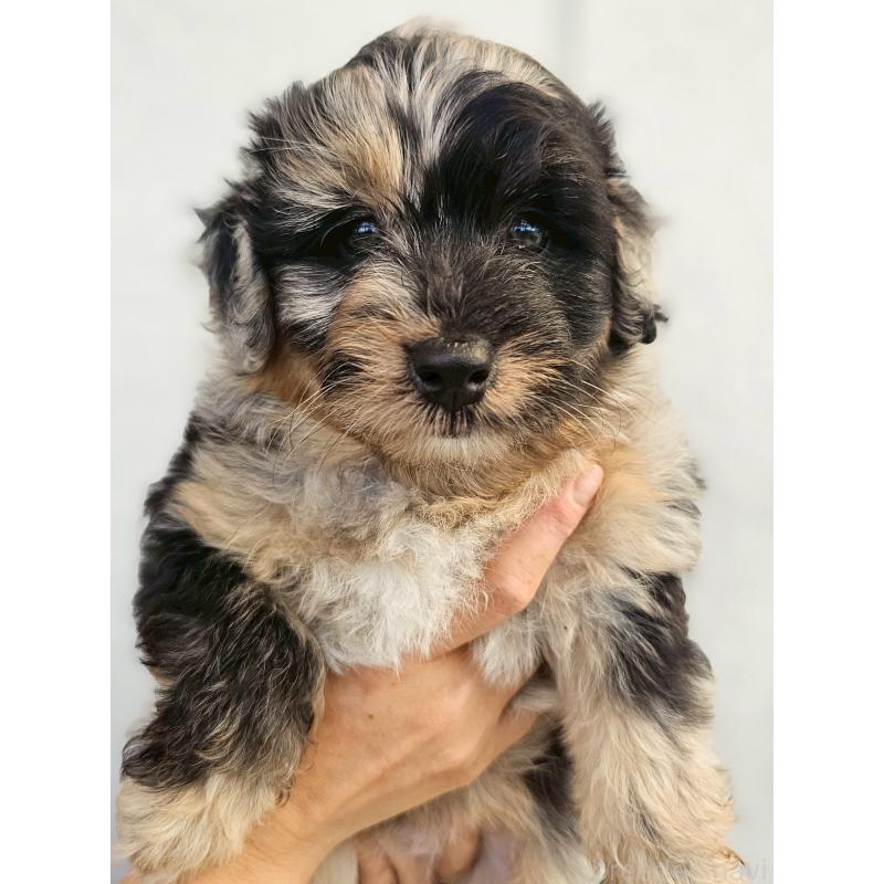 販売中の長野県のミックス犬-397671