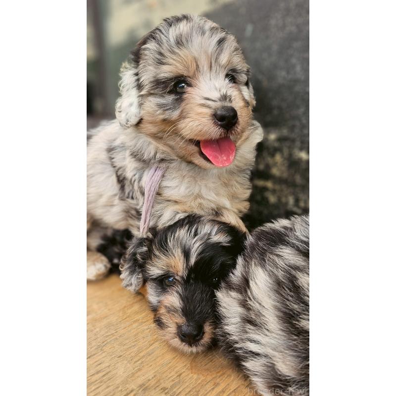 販売中の長野県のミックス犬-397669の4枚目