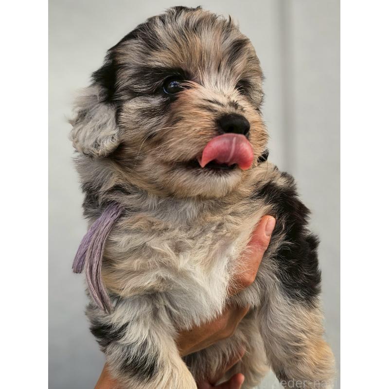 販売中の長野県のミックス犬-397669