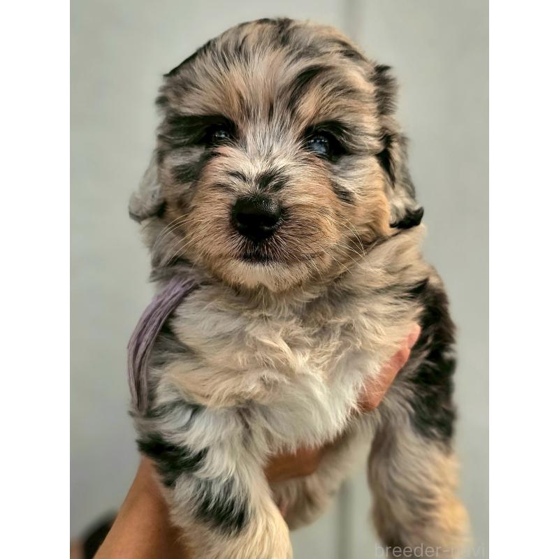 販売中の長野県のミックス犬-397669の3枚目