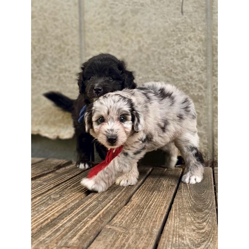 販売中の長野県のミックス犬-397668の5枚目