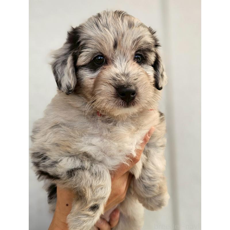 販売中の長野県のミックス犬-397668の3枚目