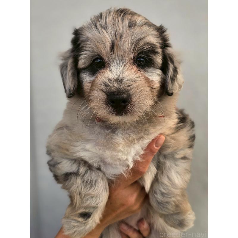 販売中の長野県のミックス犬-397668の2枚目