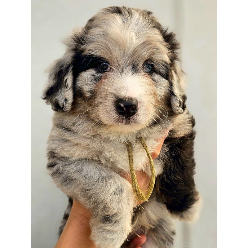 販売中の長野県のミックス犬-397667
