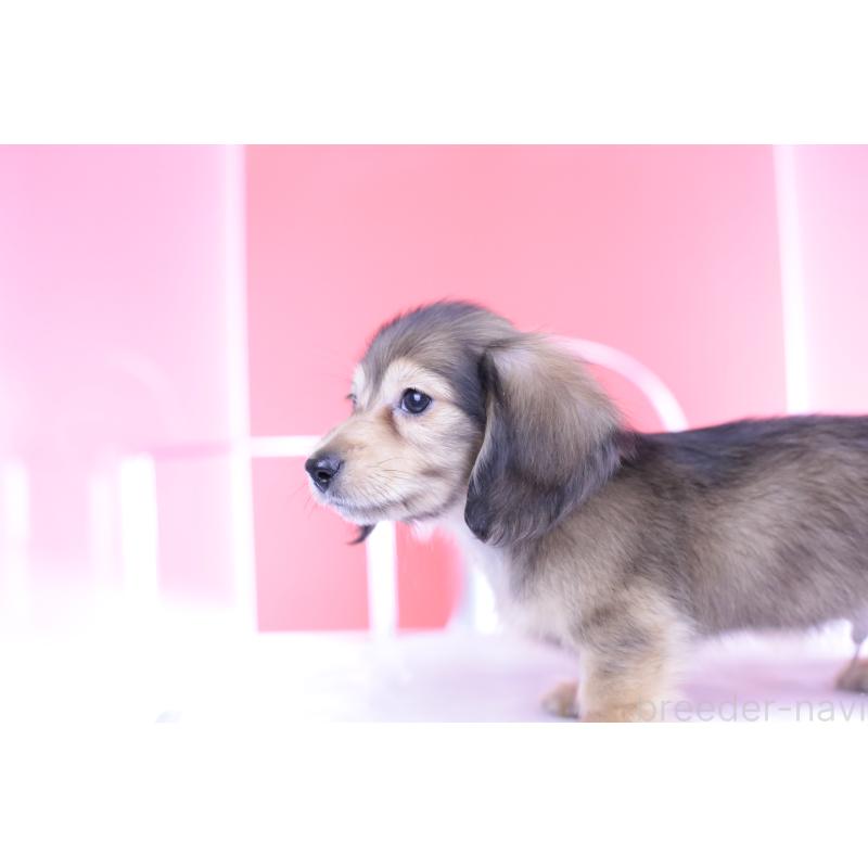 販売中の愛知県のカニンヘンダックスフンド(ロングヘアード)-397777の3枚目