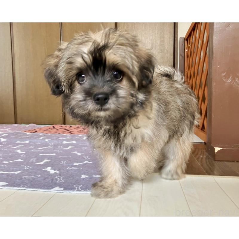 販売中の福岡県のミックス犬-387534の1枚目