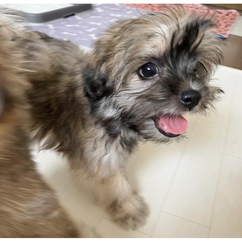 販売中の福岡県のミックス犬-387534の4枚目