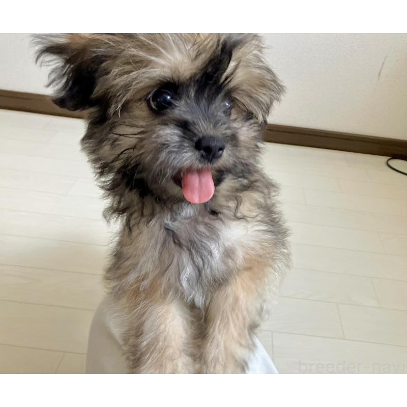 販売中の福岡県のミックス犬-387534の3枚目