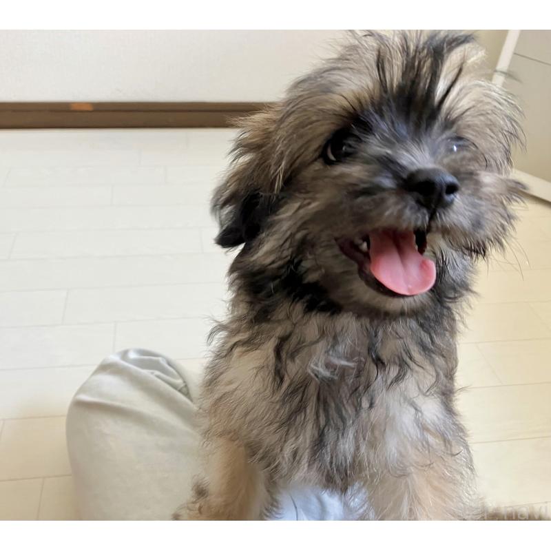 販売中の福岡県のミックス犬-387534の2枚目