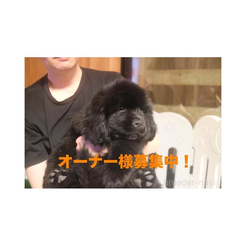 販売中の福岡県のニューファンドランド-404826の3枚目