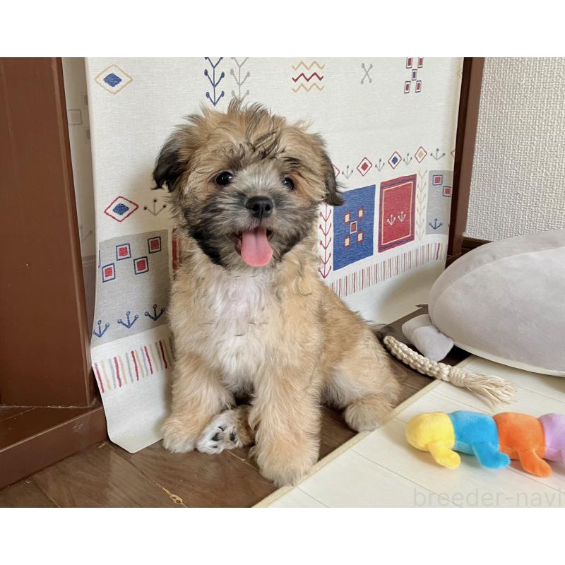 販売中の福岡県のミックス犬-387535の1枚目