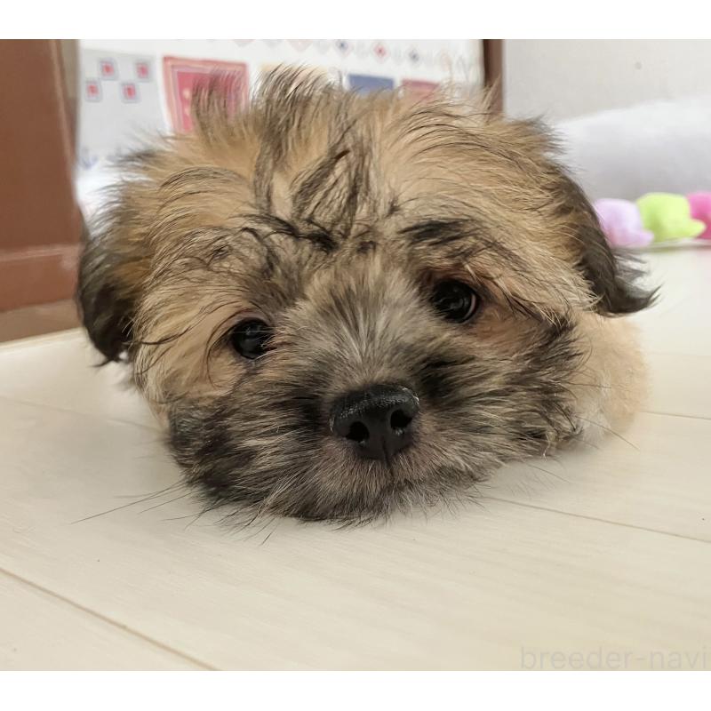 販売中の福岡県のミックス犬-387535の5枚目