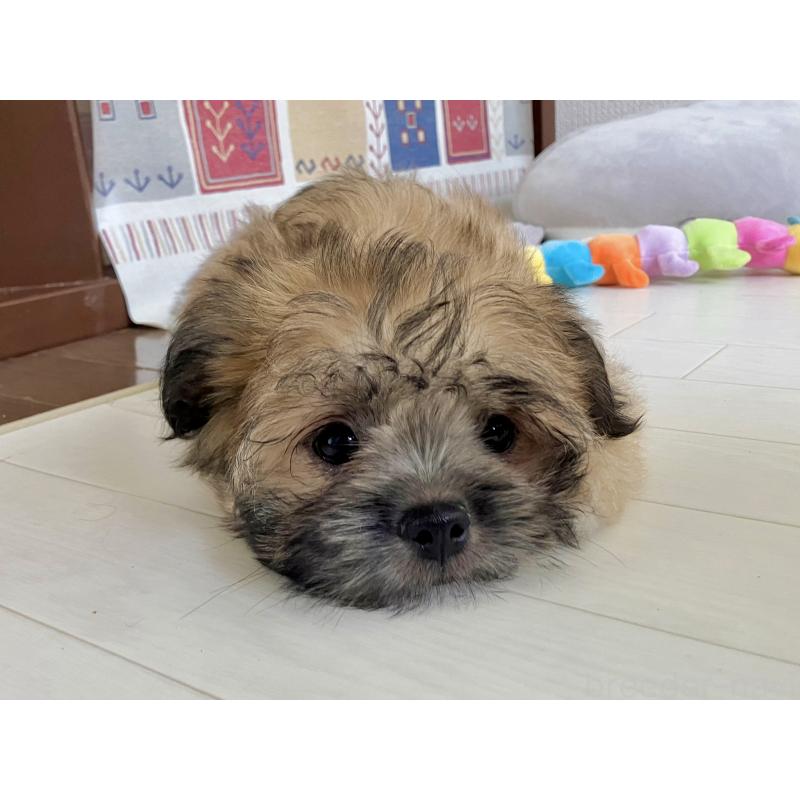販売中の福岡県のミックス犬-387535の3枚目