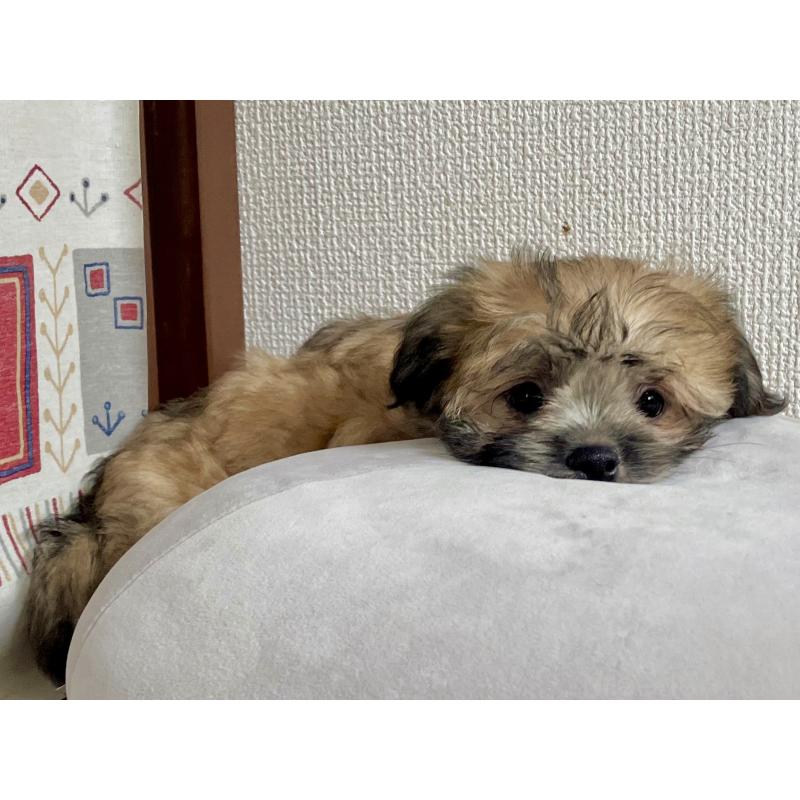 販売中の福岡県のミックス犬-387535の2枚目