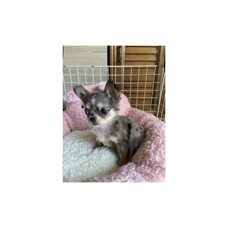 販売中の岡山県のチワワ(ロングコート)-404834の2枚目